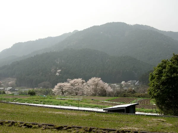 Kyoto Japonya Mart 2021 Ohara Kiraz Çiçekleri Mevsiminde Kuzey Kyoto — Stok fotoğraf