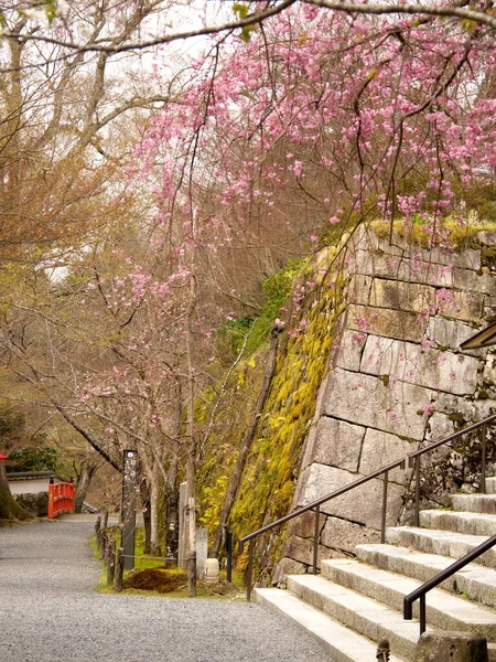 Kyoto Japan Mars 2021 Huvudinflygning Till Sanzenintemplet Ohara Kyoto Cherry — Stockfoto