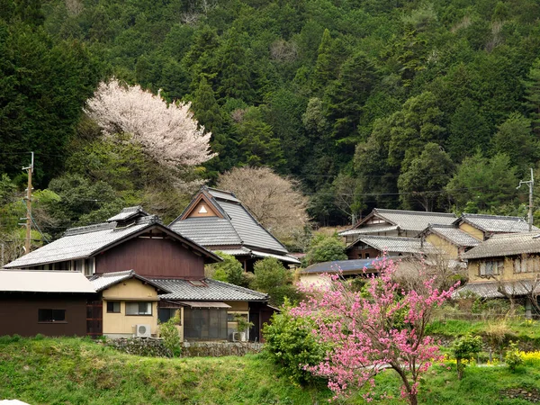 Kyoto Japonya Nisan 2021 Ohara Kuzey Kyoto Dağlarında Kiraz Çiçekleri — Stok fotoğraf