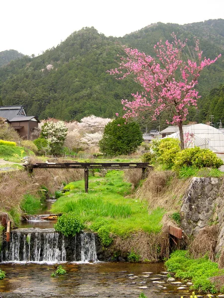 2021年4月3日 日本京都 位于京都北部山区的小原镇 在樱花盛开的季节 — 图库照片