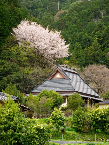 2021年4月3日 京都北部の山に囲まれた田舎町大原 桜の季節 — ストック写真