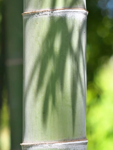 Tokio Japan April 2021 Schatten Der Bambusblätter Bambusbaum Frühling — Stockfoto