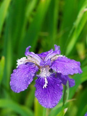 Tokyo, Japonya-14 Nisan 2021: Issız Japon mavi gözü yağmurda