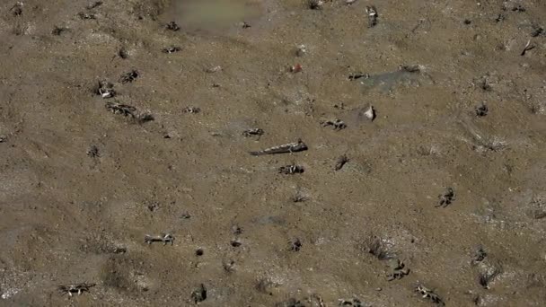 Okinawa Japan Oktober 2020 Barred Mudskipper Krabber Mangroveskov Miyako Island – Stock-video