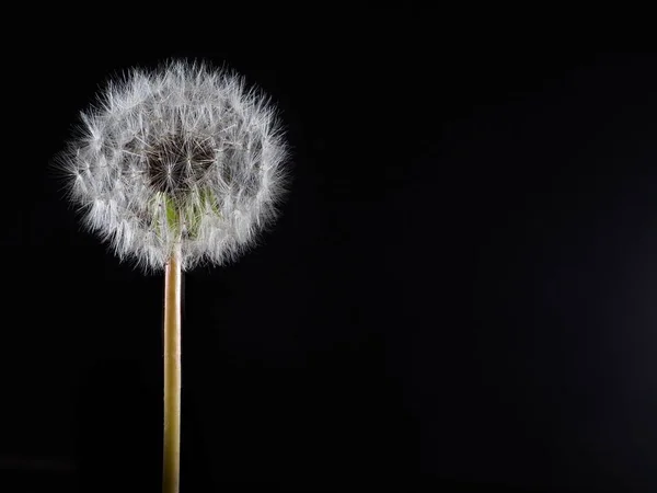 Tokio Japón Abril 2021 Hojaldre Diente León Bola Paracaídas Sobre — Foto de Stock