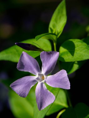 Tokyo, Japonya-20 Nisan 2021: Mor Vinca Major 'ın Bahçedeki Kapanışı