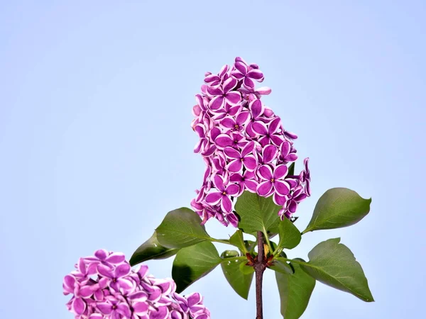 Tokyo Japan April 2021 Pink Syringa Common Lilac French Lilac — Stock Photo, Image