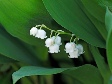 Tokyo, Japonya-21 Nisan 2021: Lily of the Valley veya Convallaria majalis 'in kapatılması