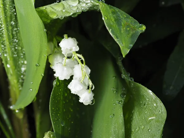 Tokyo Japon Avril 2021 Lys Vallée Convallaria Majalis Sous Pluie — Photo