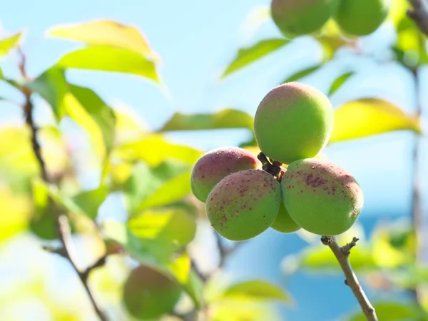 Tóquio Japão Abril 2021 Fechar Frutas Ume Damasco Japonês — Fotografia de Stock