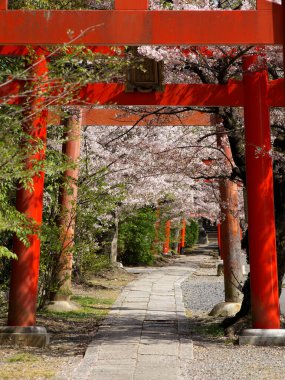 Kyoto, Japonya-2 Nisan 2021: Torii ve Kiraz çiçekleri Japonya 'nın Kyoto kentindeki Takenaka Inari Tapınağı' nda çiçek açtı