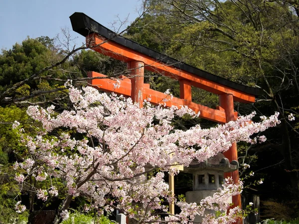 Kioto Japonia Kwiecień 2021 Torii Wiśniowe Kwiaty Yoshida Shrine Kioto — Zdjęcie stockowe