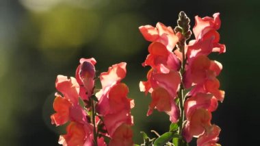 Tokyo, Japonya-24 Nisan 2021: Güneşin altındaki güzel aslanağzı çiçeğinin yakın çekimi