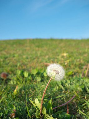 Tokyo, Japonya-25 Nisan 2021 Karahindiba esintisi ya da tepenin yakınındaki paraşüt topu