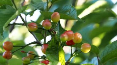 Tokyo, Japonya-26 Nisan 2021: Genç kiraz çiçeğinin sabah yakın çekimi