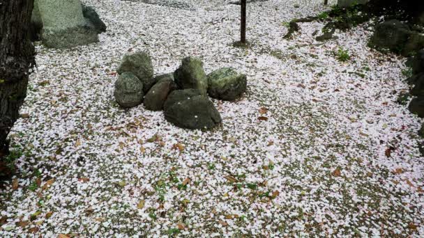 Kyoto Japan April 2021 Fall Rosa Kronblad Körsbärsblommor Eller Sakura — Stockvideo