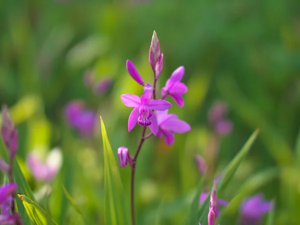 Tokyo Giappone Aprile 2021 Primo Piano Dell Orchidea Urna Viola — Foto Stock