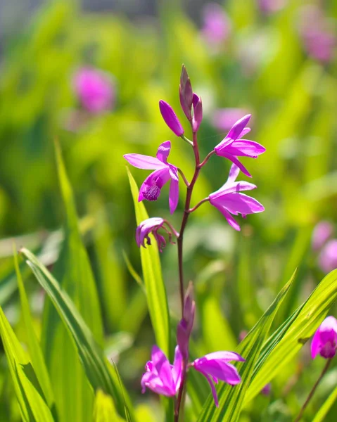 Tokyo Giappone Aprile 2021 Primo Piano Dell Orchidea Urna Viola — Foto Stock