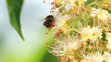 Tokyo, Japonya-28 Nisan 2021: Japon atının kestane çiçeği üzerindeki bir arı