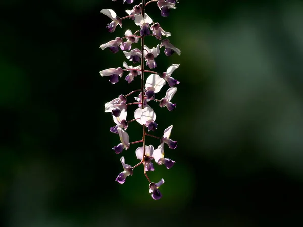 Tokyo,Japan-April 28, 2021: Purple wisteria flower in spring