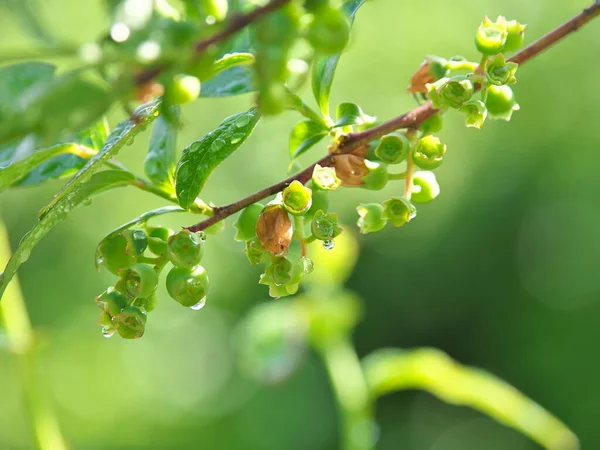 Tóquio Japão Abril 2021 Fruta Mirtilo Jovem Após Chuva — Fotografia de Stock