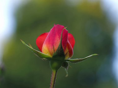 Tokyo, Japonya-2 Mayıs 2021: Kırmızı bir gülün izole edilmiş tomurcuğu 