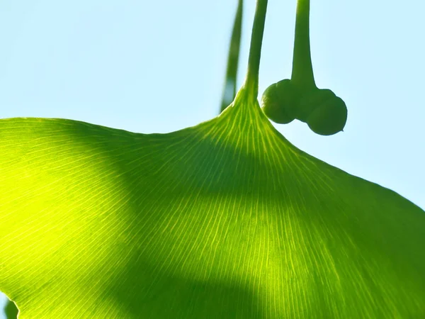 Tokio Japón Mayo 2021 Pequeñas Nueces Ginkgo Sol Mañana — Foto de Stock