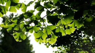 Tokyo, Japonya-3 Mayıs 2021: Ginkgo mavi gökyüzü arka planında Yapraklar