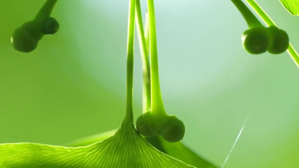 Tokio Japan Mei 2021 Zeer Kleine Ginkgo Noten Ochtendzon — Stockvideo