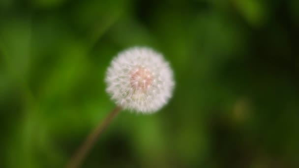 Tokio Japan Mai 2021 Tiefes Bokeh Aus Fallschirmball Oder Puff — Stockvideo