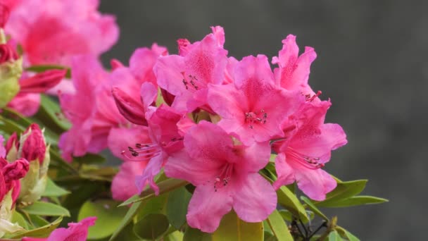 Tokio Japón Mayo 2021 Rhododendron Rosa Alpina Shakunage Plena Floración — Vídeo de stock