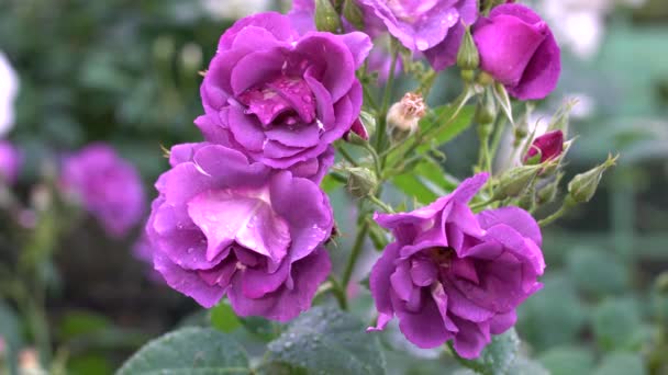 Tokyo Japan May 2021 Zbliżenie Fioletowych Róż Rasa Rapsodii Kolorze — Wideo stockowe