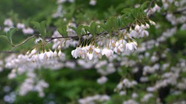 Tokyo, Japonya-11 Mayıs 2021: Japon kartopu veya styrax japonicus 'un beyaz çiçekleri