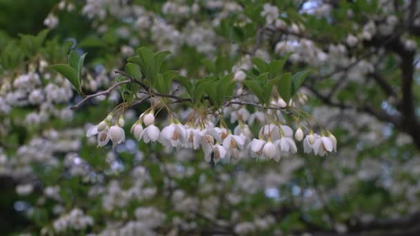 Tokio Japón Mayo 2021 Flores Blancas Styrax Japonicus Bola Nieve — Vídeos de Stock