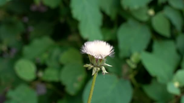 Tokio Japón Mayo 2021 Primer Plano Del Diente León Justo — Vídeos de Stock