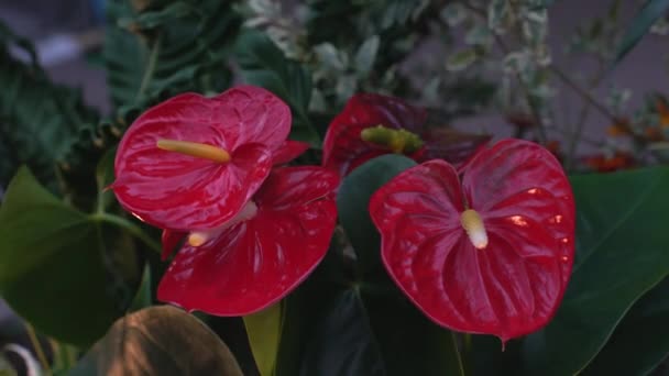 Tokio Mei 2021 Close Van Vredeslelie Spathiphyllum — Stockvideo