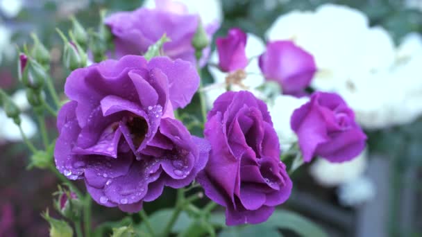 Tokyo Japan May 2021 Zbliżenie Fioletowych Róż Rasa Rapsodii Kolorze — Wideo stockowe