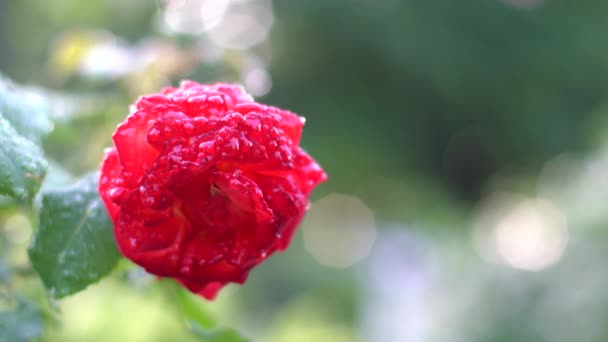 Tokio Japonia Maja 2021 Zbliżenie Czerwonych Róż Rasa Owocowe Deszczu — Wideo stockowe