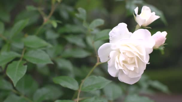 Tokio Japonia Maja 2021 Zbliżenie Białych Róż Rasa Góra Lodowa — Wideo stockowe