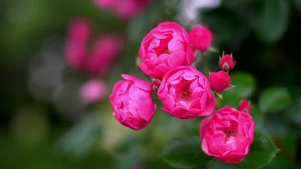 Tóquio Japão Maio 2021 Fechar Rosas Vermelhas Raça Angela Pela — Vídeo de Stock
