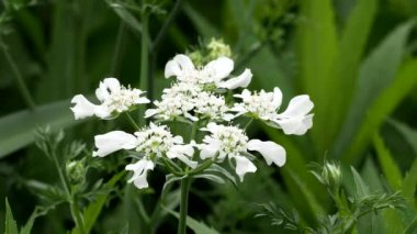 Tokyo, Japonya-16 Mayıs 2021: Orlaya grandiflora ya da beyaz dantel çiçeği ya da büyük çiçekli orlaya veya Minoan Lace 'e yakın çekim