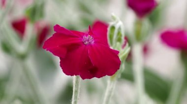 Tokyo, Japonya-16 Mayıs 2021: Silene Coronaria 'ya yakın çekim veya gül campionu veya taç-pembe veya toz-değirmenci veya mullein-pembe