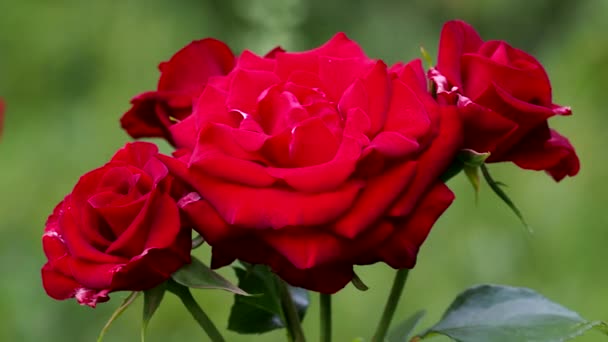 2021年5月16日上午 日本东京 红玫瑰 红玫瑰品种Niccolo Paganini — 图库视频影像