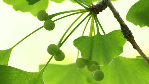 Tokio Japan Mai 2021 Sehr Kleine Ginkgo Nüsse Der Morgensonne — Stockvideo