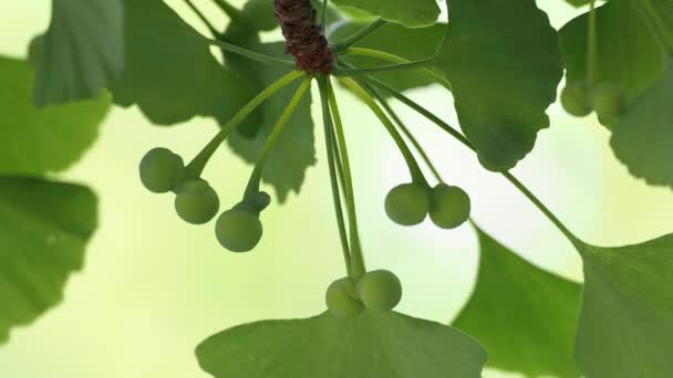 Tokio Japan Mai 2021 Sehr Kleine Ginkgo Nüsse Der Morgensonne — Stockvideo