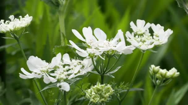 Tokio Japonia Maj 2021 Zbliżenie Orlaya Grandiflora Lub Biały Kwiat — Wideo stockowe