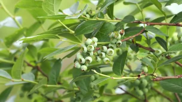 Tokio Japonsko Květen 2021 Mladé Zelené Borůvkové Plody Větvích — Stock video