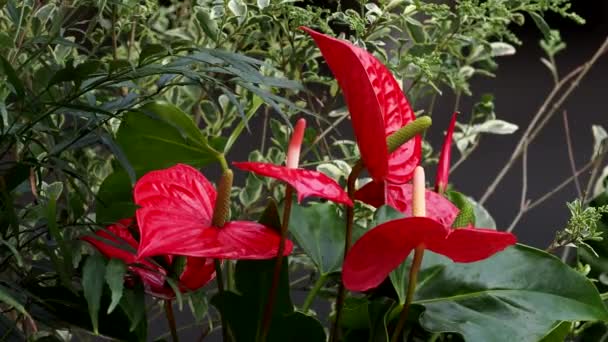 Tokio Mei 2021 Close Van Vredelelelie Spathiphyllum — Stockvideo