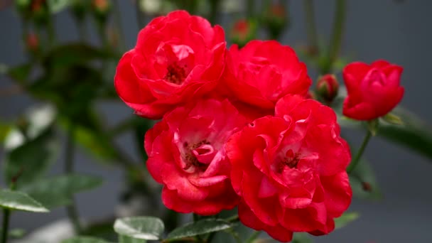 Tóquio Japão Maio 2021 Fechar Rosas Vermelhas Dia Mãe Raça — Vídeo de Stock
