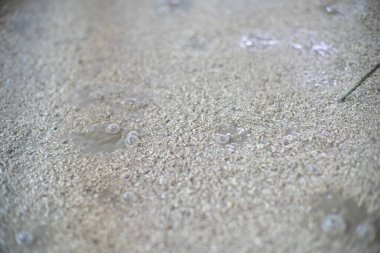 Okinawa, Japonya - 21 Mayıs 2021: Fermantasyon altındaki Awamori Zulası